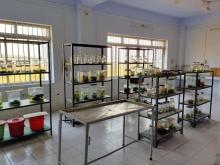 lab